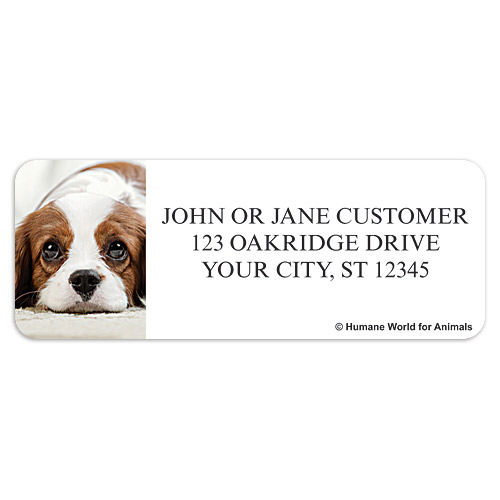 Humane World for Animals Dogs Address Labels