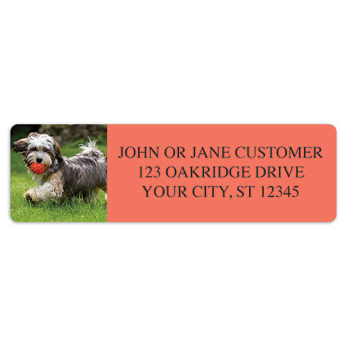 Havanese Address Labels