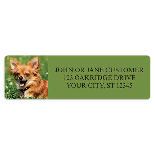 Chihuahua Address Labels